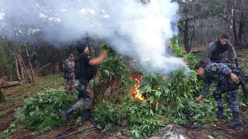 26y276 La Fuerza Única regional destruyen más de 36 mil plantas de marihuana