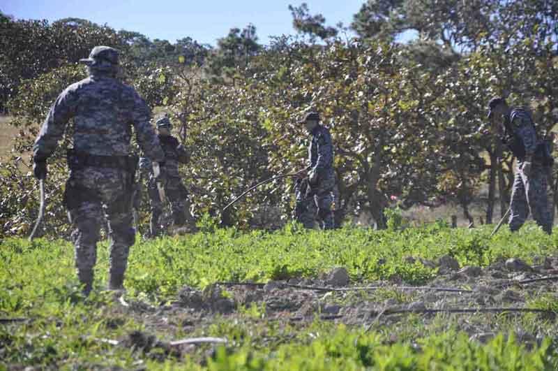 301 Destruye Fuerza Única plantío de amapola