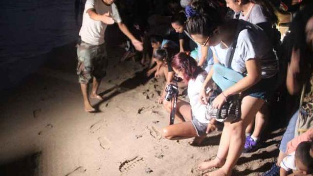 WEB288 Gobierno Municipal cuenta con exitoso Programa de Protección a la Tortuga Marina