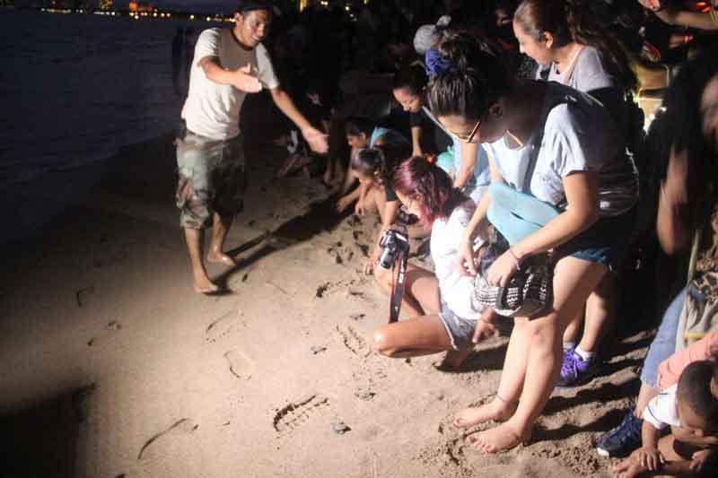 WEB288 Gobierno Municipal cuenta con exitoso Programa de Protección a la Tortuga Marina