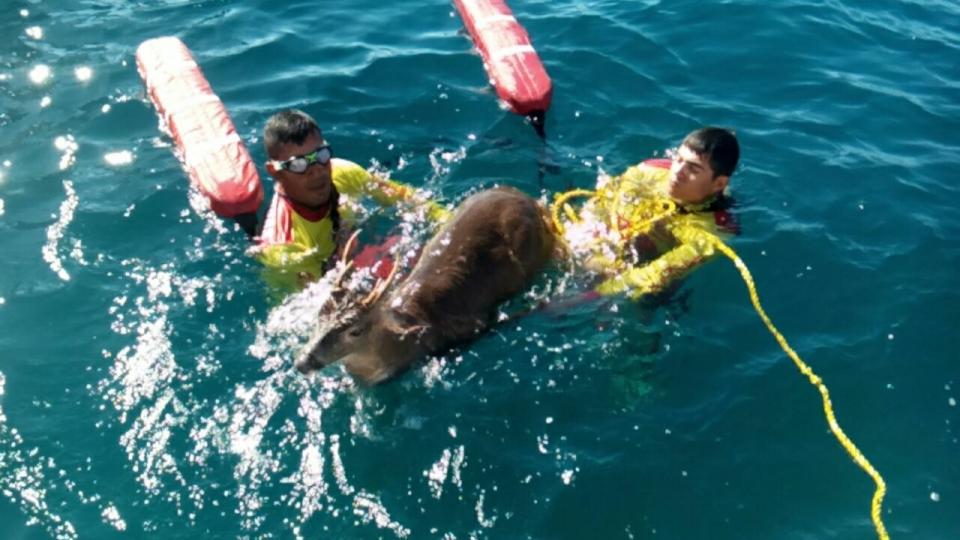 03Baha Liberar al venado hubiera sido lo mejor: especialistas
