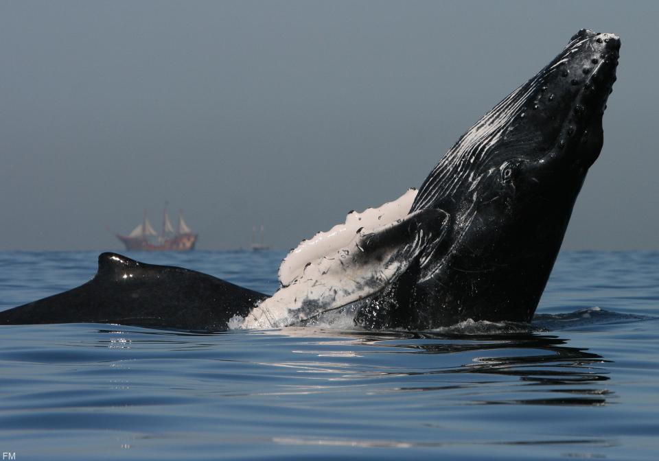 ballenas Puerto Vallarta Bajan ventas de tours de ballenas por no haber temperatura ideal en el mar
