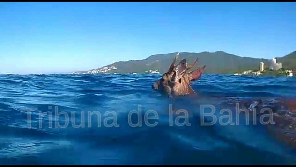 Venado Elementos de Protección Civil Puerto Vallarta rescataron un venado cola blanca