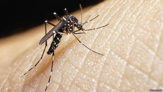 Aedes Aegypti Exhorta Sector Salud tomar medidas preventivas para la eliminación de criaderos del mosco Aedes Aegypti