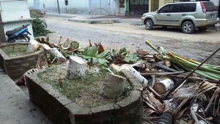 poda Repondrán árboles derribados en otra zona