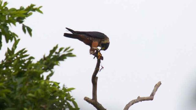 rivnay-Halcon-Enano-devorando-un-murcielago El municipio de San Blas se consolida como destino de aves a nivel mundial