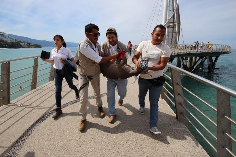venado Desorientación, bajas temperaturas o algún impacto en la parte alta; causas de los venados en el mar