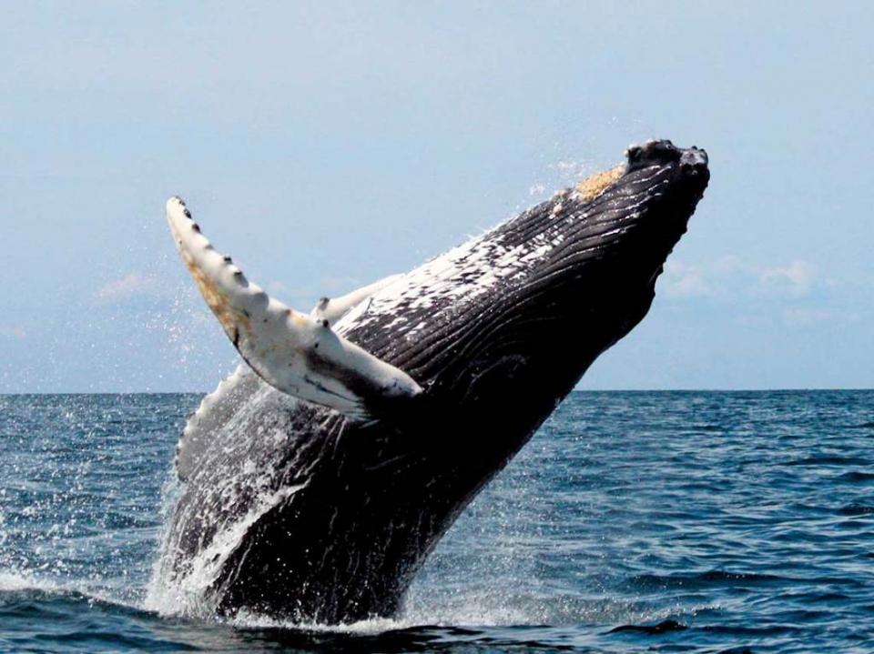 12y13Bahía (3) Solicita ECOBAC donativos para monitorear ballenas esta temporada