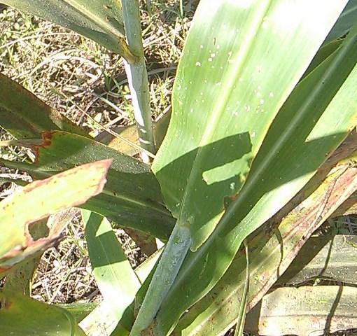 14y15Bahía (2) El Pulgón Amarillo, amenaza con destruir los sorgos en la región