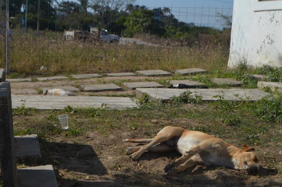 28y29Sucesos (2) Envenenan animales en Campo Verde