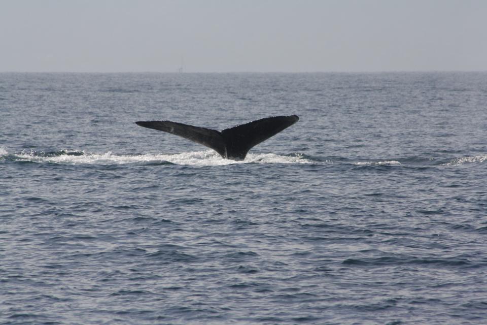 12y13Bahía (5) Sin incidentes graves con el Avistamiento de Ballenas