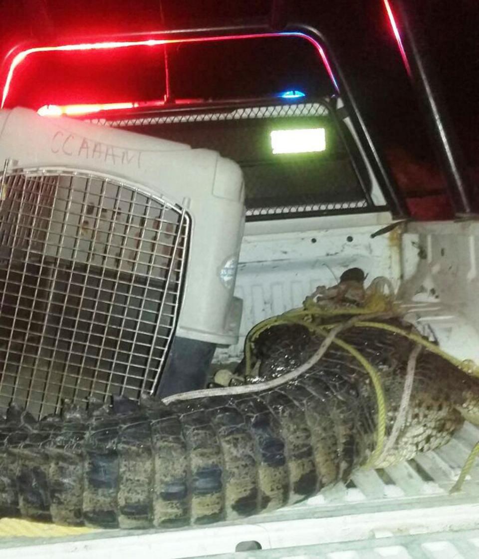 30y31Sucesos (7) Atrapan Policías cocodrilo en La Univa