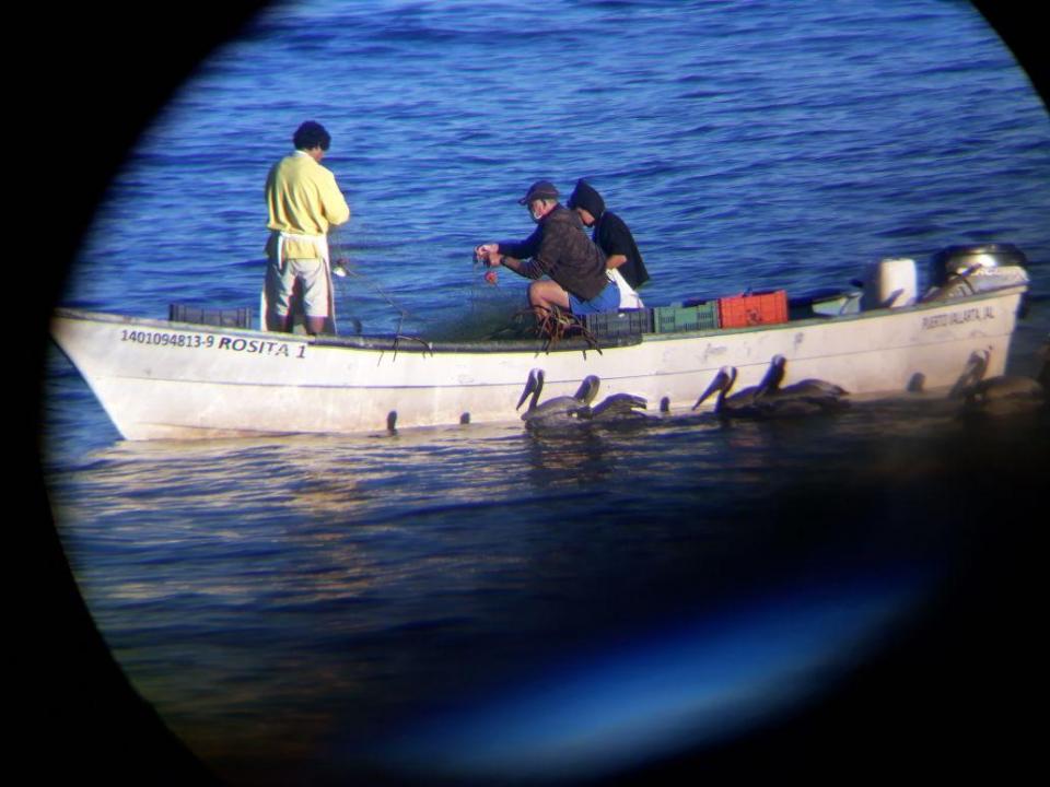 04y05Bahía Tema del Día (1) Ausente CONAPESCA ante muertes de ballenas, delfines y tortugas entre chinchorros