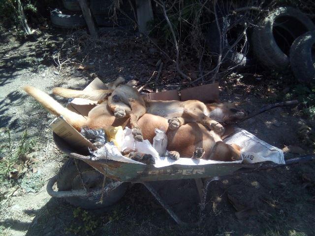 14y15Bahía (2) Envenenamiento de perros, en San Juan de Abajo