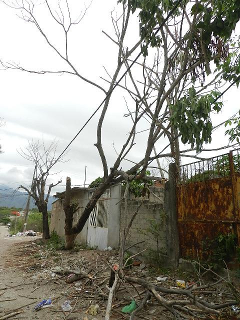 16y17Bahía (1) Sin luz por la caída de árboles sobre cables de energía eléctrica