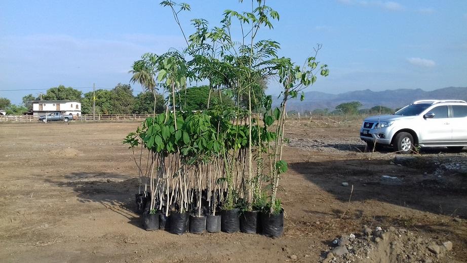16y17Bahía (5) Bahía ofrece árboles para reforestar