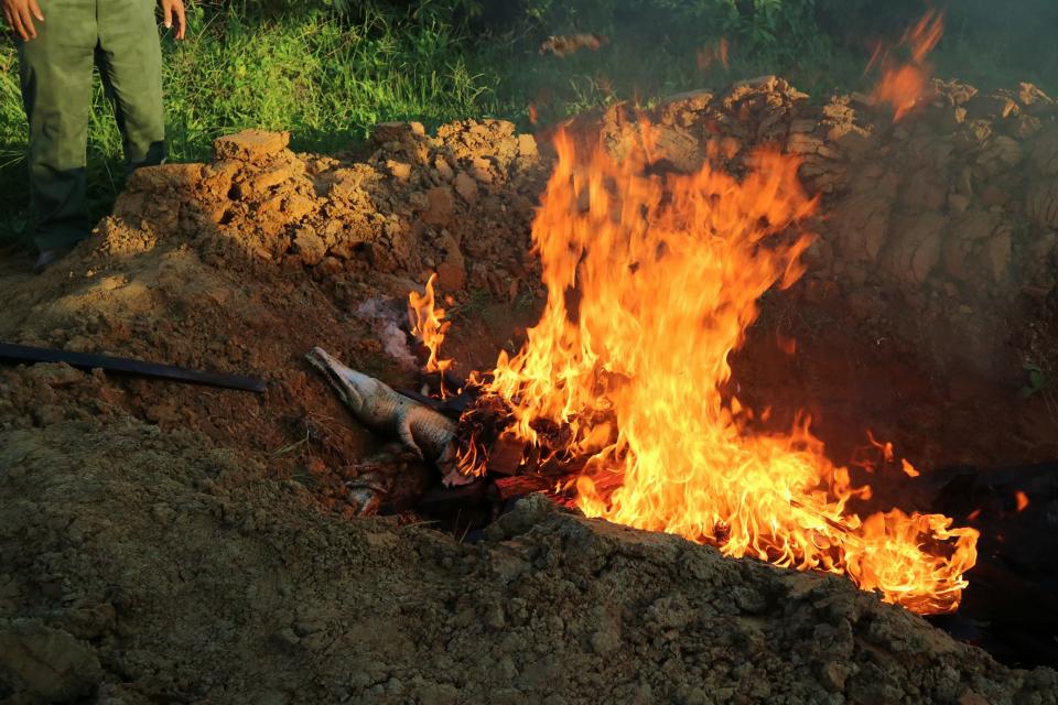 INDONESIA-ENVIRONMENT-WILDLIFE Debe de haber mayor respeto al hábitat de los cocodrilos