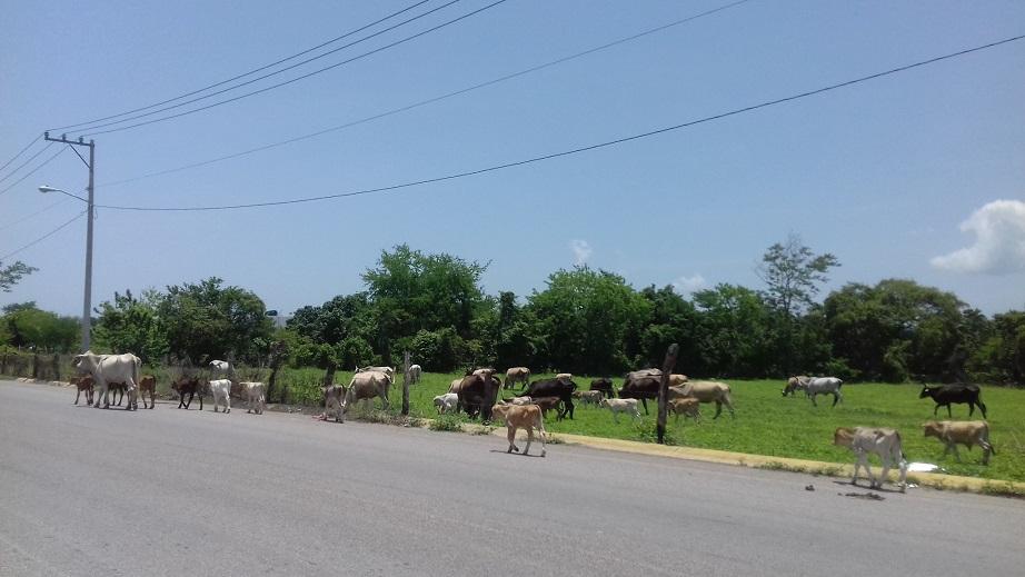 14y15Bahía (4) Pretende Desarrollo Rural potencializar económicamente la ganadería