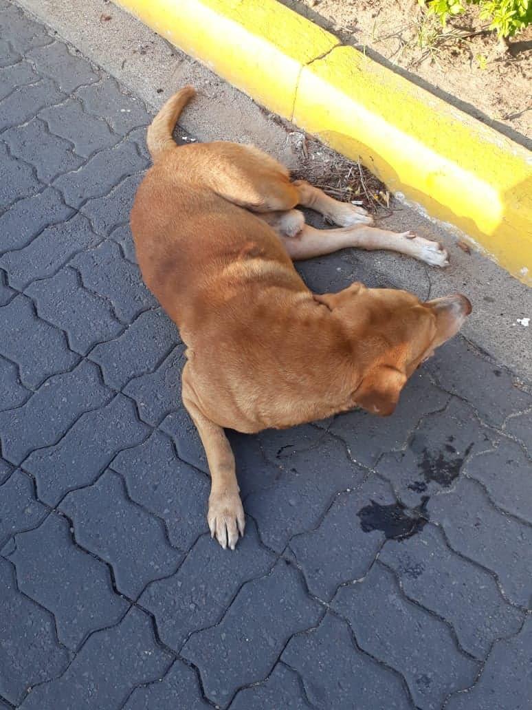 30y31Sucesos (5) La mordió un perro atropellado