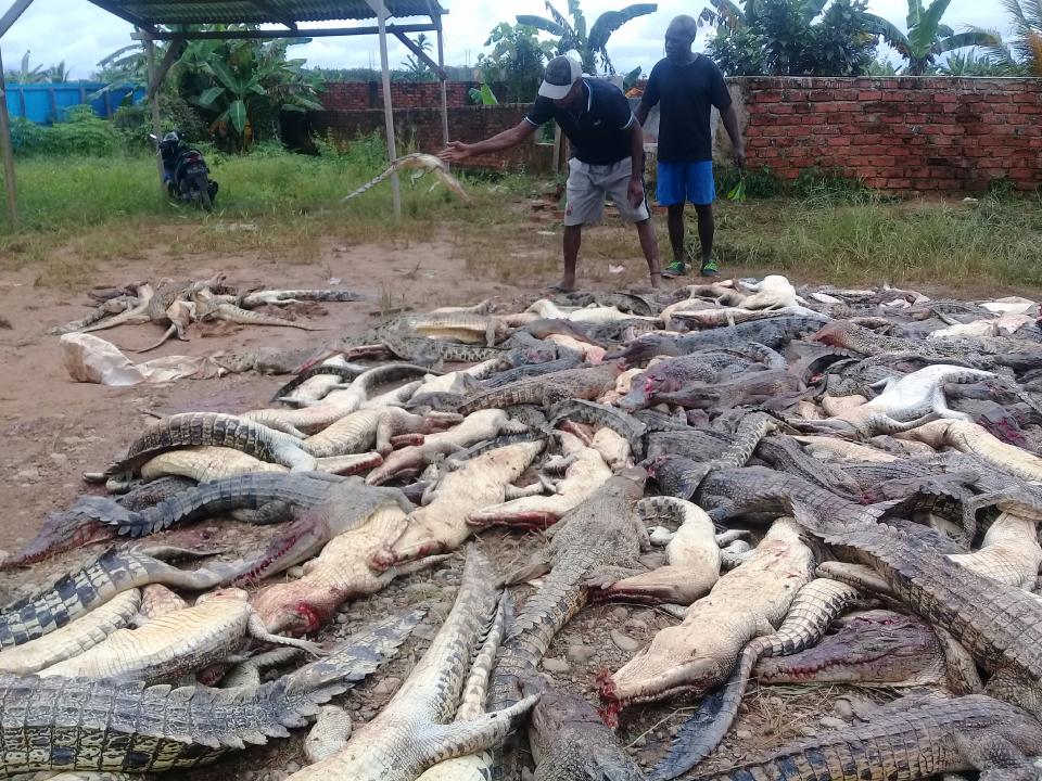 INDONESIA-ENVIRONMENT-WILDLIFE-CRIME Una multitud enfurecida masacra a 300 cocodrilos en Indonesia