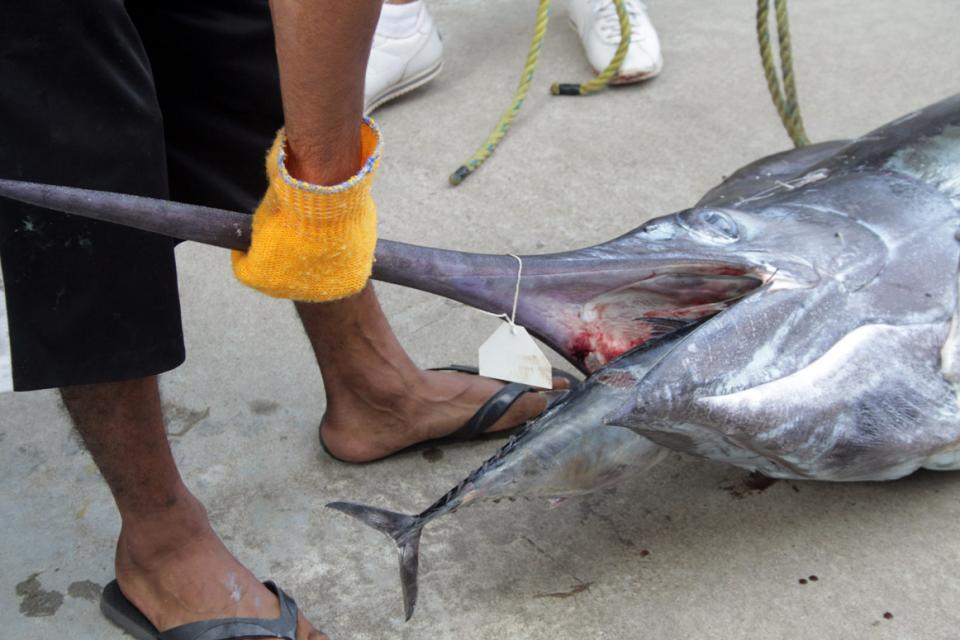 Pesca Bahia En diez días inicia el Torneo