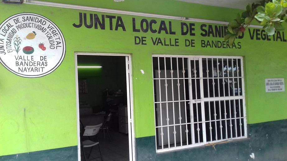 nota 2 foto 2 Las lluvias, benefician a huertos de mangos, pero afectan al productor