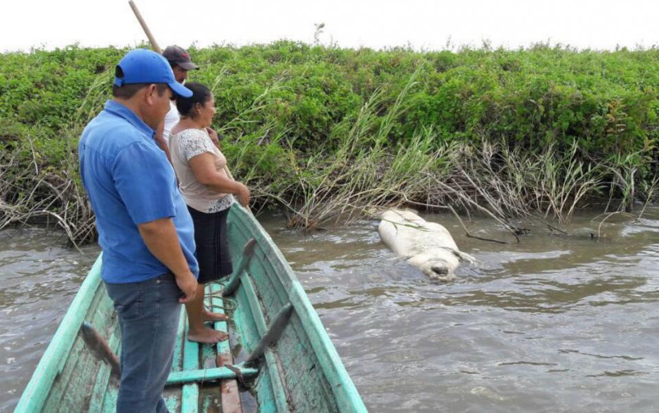 04y05Bahía Tema del Día (3) Busca Semarnat traslado de manatíes