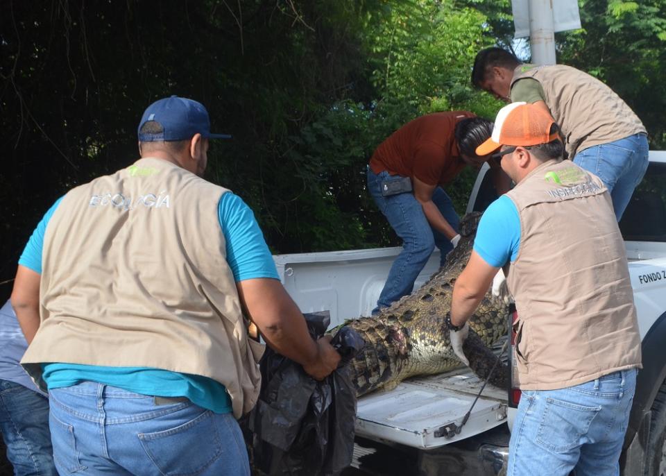 12y13Bahía (5) No hay tráfico de especies en Puerto Vallarta: Alcalde