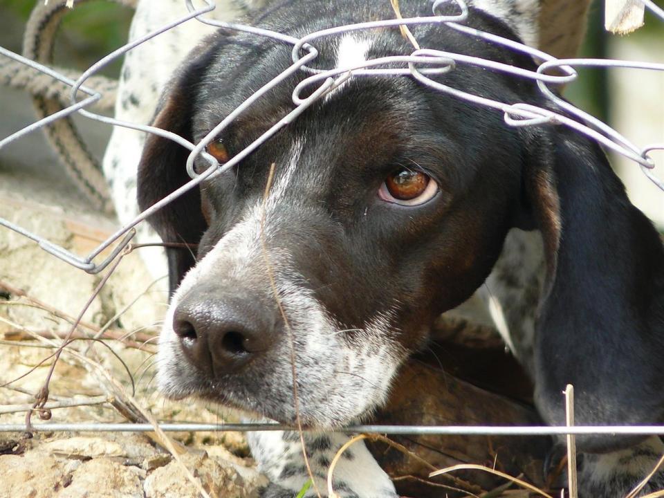 14y15Bahía (3) Falta de apoyo a los animales en Bahía de Banderas