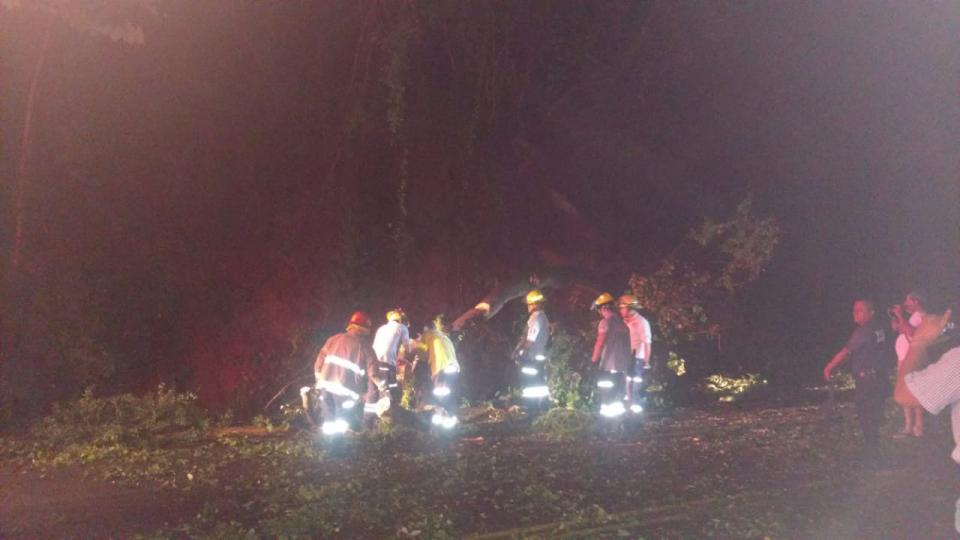 lupillo6 (11) Cae árbol cae sobre Libramiento y provoca fuerte accidente