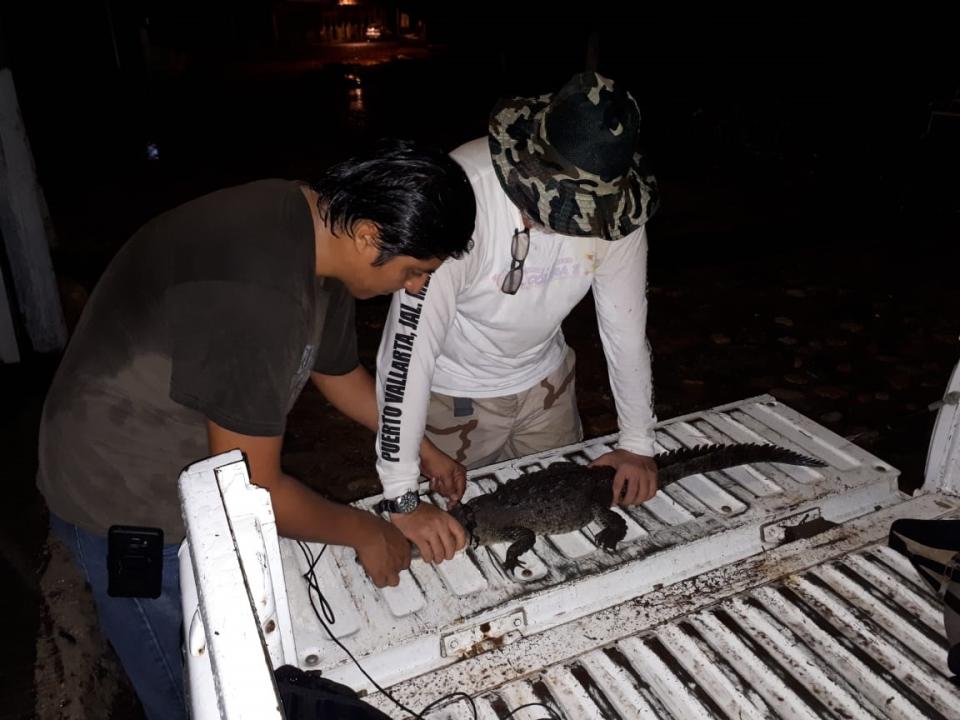 12y13Bahía (8) Capturan pequeño cocodrilo en aguas del río Cuale