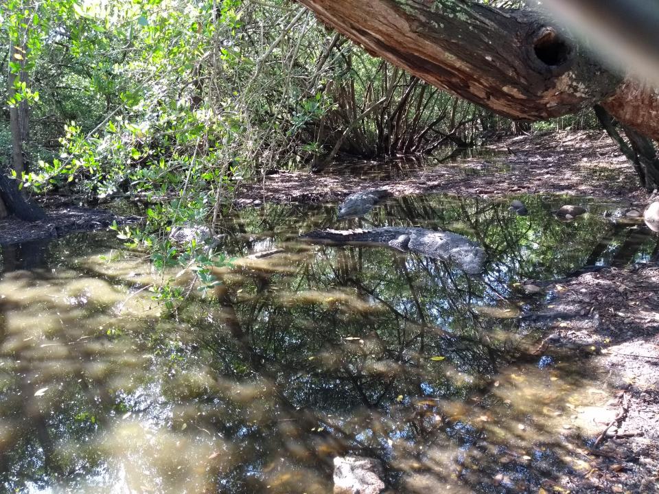 14y15Bahía (1) La problemática humano-cocodrilo se da por espacio territorial