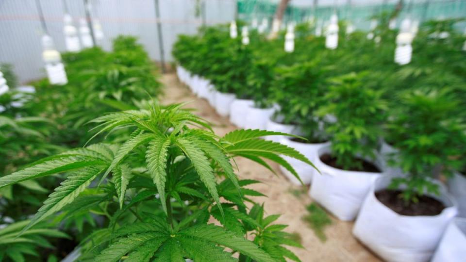 03bahia02 A favor de legalizar la Marihuana pero que este controlada: Sondeo