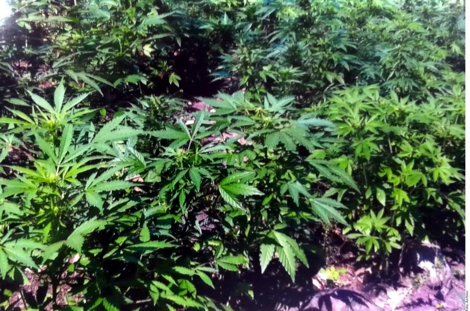 04Bahía Tema del Día (1) Ven posible regular mariguana en Jalisco