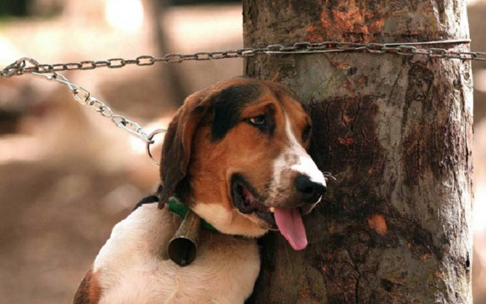20y21Bahía (6) Debe Sagarpa velar por la protección animal en Bahía