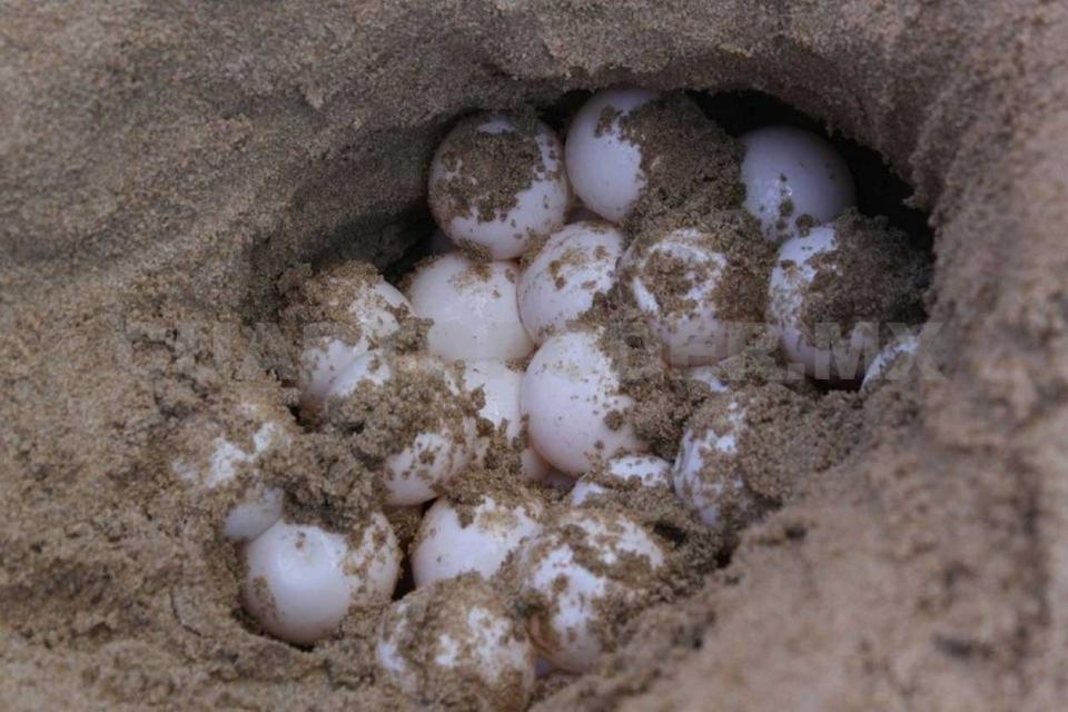 04y05Bahía (6) Protegen a tortugas golfinas