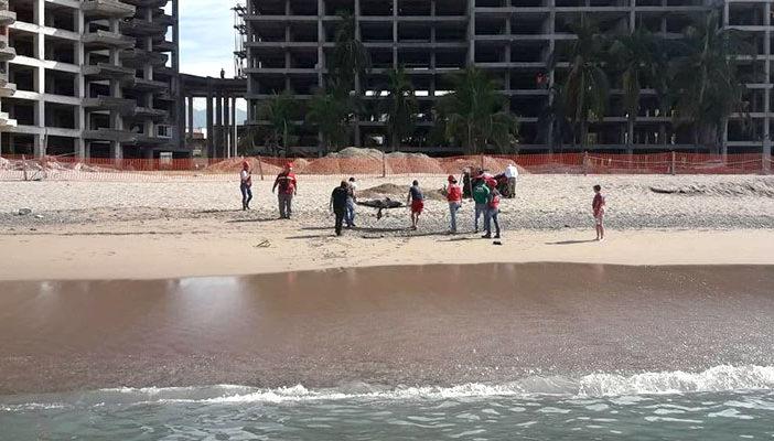 08Bahía Encuentran cadáver de delfín en la playa del “Holli”