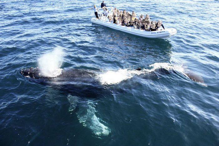 12y13Bahía (2) En marcha, la temporada de observación de la ballena jorobada