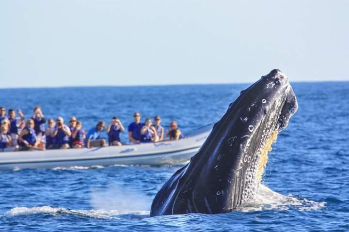 10y11Bahía (2) La Bahía de Banderas recibe más de 50 ballenas cada temporada