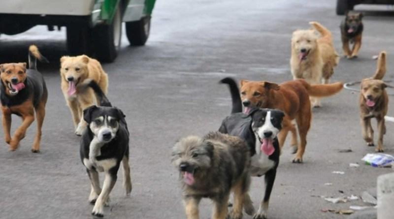 12y13Bahía (3) Los perros en las calles representan un problema de salud pública