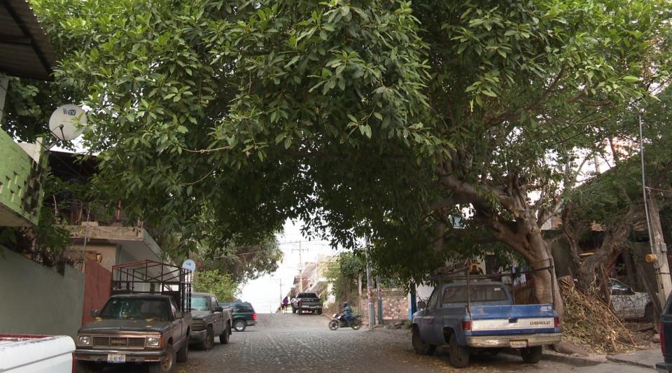 12y13Bahía (6) Árbol afecta cableado eléctrico en la Del Toro
