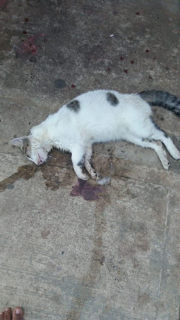14y15Bahía (4) Siguen los envenenamientos de mascotas en Bahía