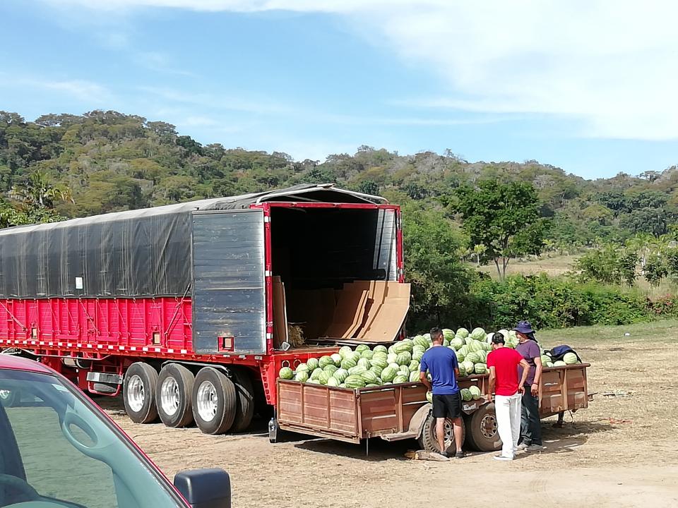 dig La actividad agrícola en Bahía de Banderas sigue siendo un “volado”