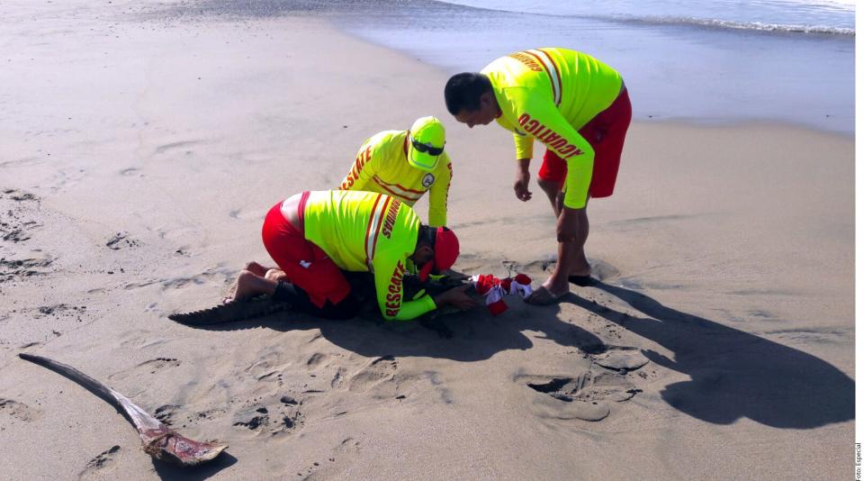 20y21Bahía (8) Urge en playa de Jalisco control de cocodrilos