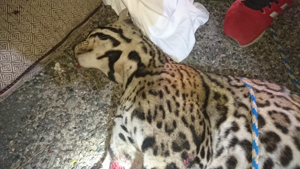 30Sucesos (5) Atropellan un Ocelote por Punta de Mita