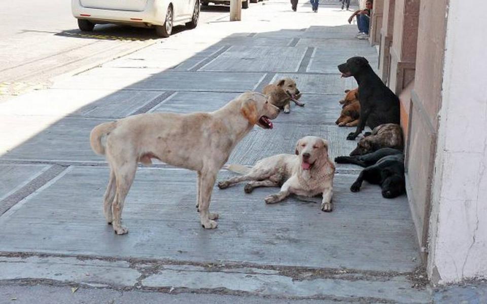 32Contra01 Sigue apareciendo más perros en las calles de Bahía de Banderas