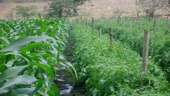 ISRAEL -NOTA-D- CAMPO BAHIA Alistan diagnóstico de la industria agroalimentaria en Bahía