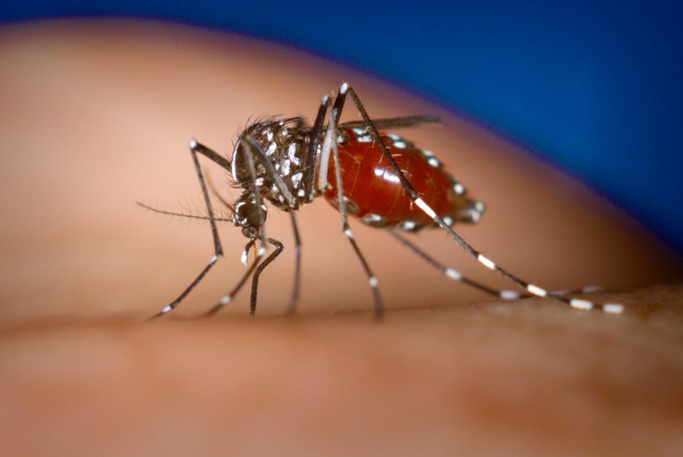brenda 17 nota b Registra la Octava Región Sanitaria 66 casos probables de dengue