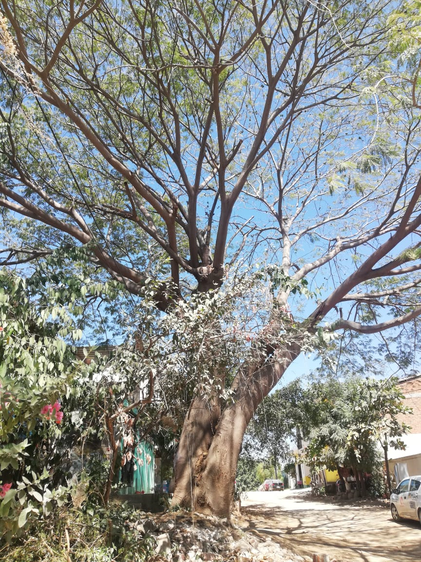 04y05Bahía (4) Piden vecinos del Coapinole la poda de una parota para evitar accidentes