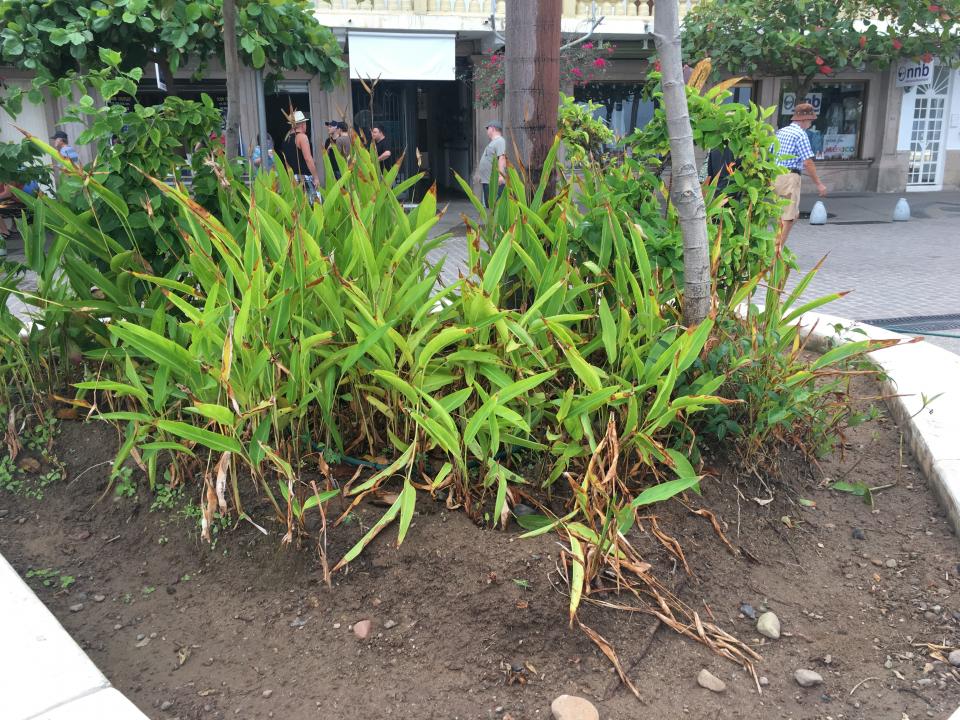 12y13Bahía (4) Afecta la brisa salada plantas del malecón